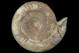 Stephanoceras Ammonite - Dorset, England #77955-1
